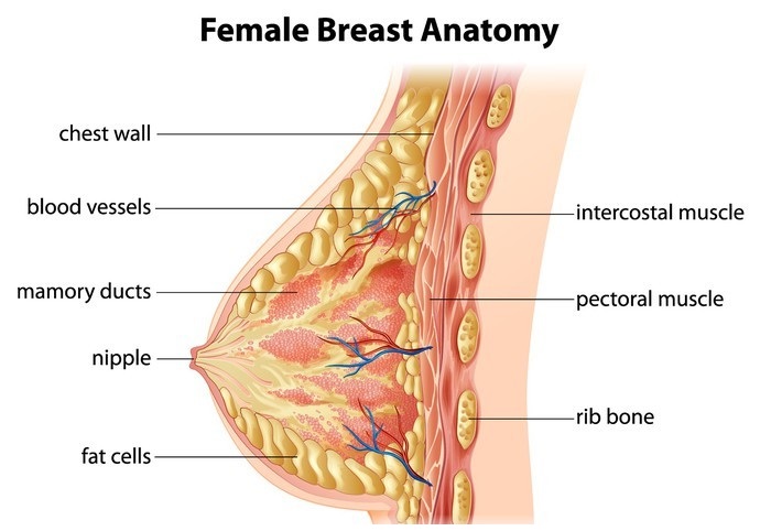 Female Breast Anatomy - Medespoir